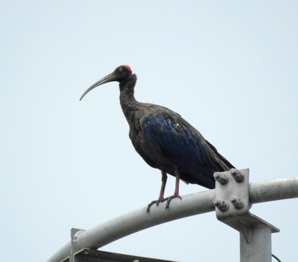 ibis bradavičnatý - ML590222441
