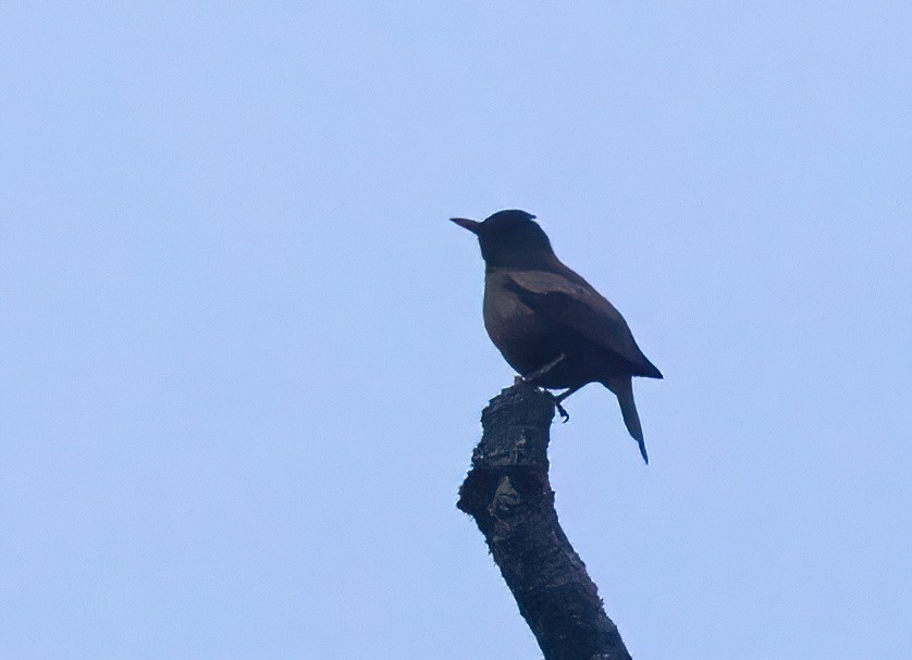 Gray-winged Blackbird - Sathyan Meppayur