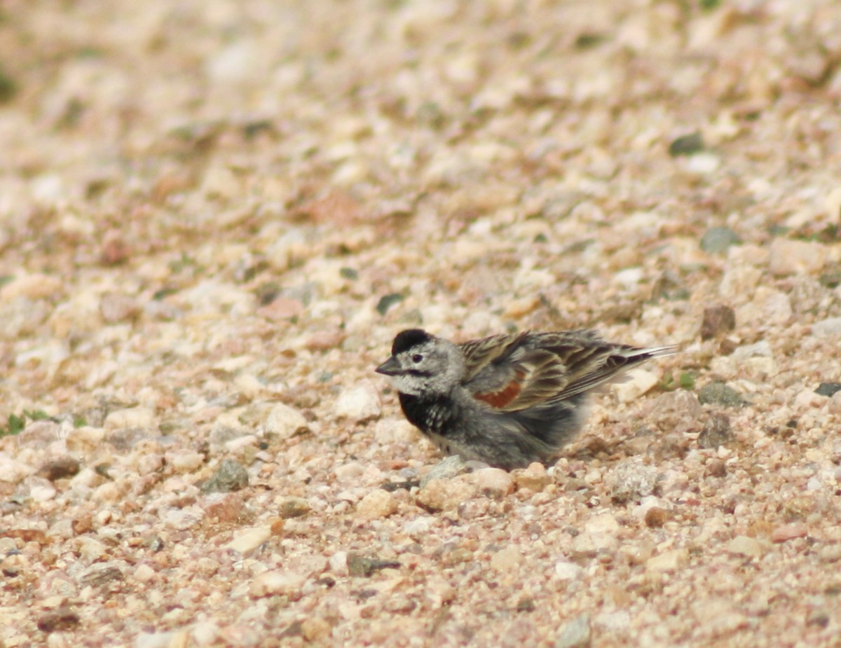 Thick-billed Longspur - ML590223581