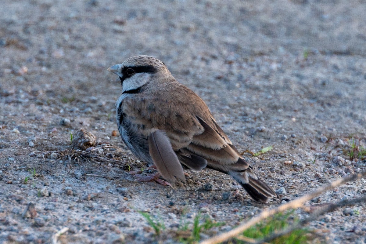 Ashy-crowned Sparrow-Lark - ML590224571