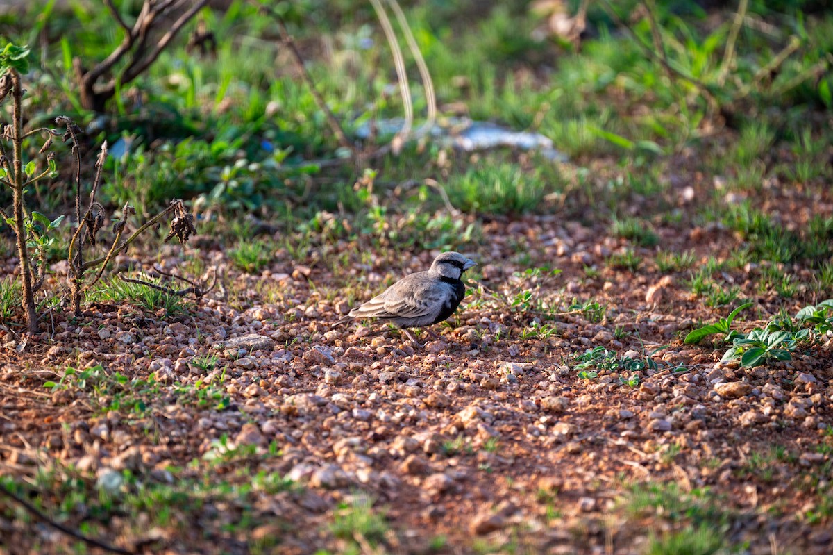 Ashy-crowned Sparrow-Lark - ML590224581