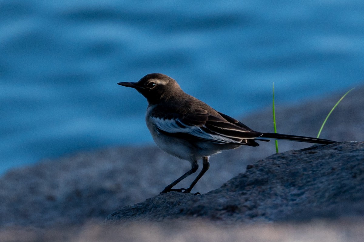 White-browed Wagtail - ML590224811