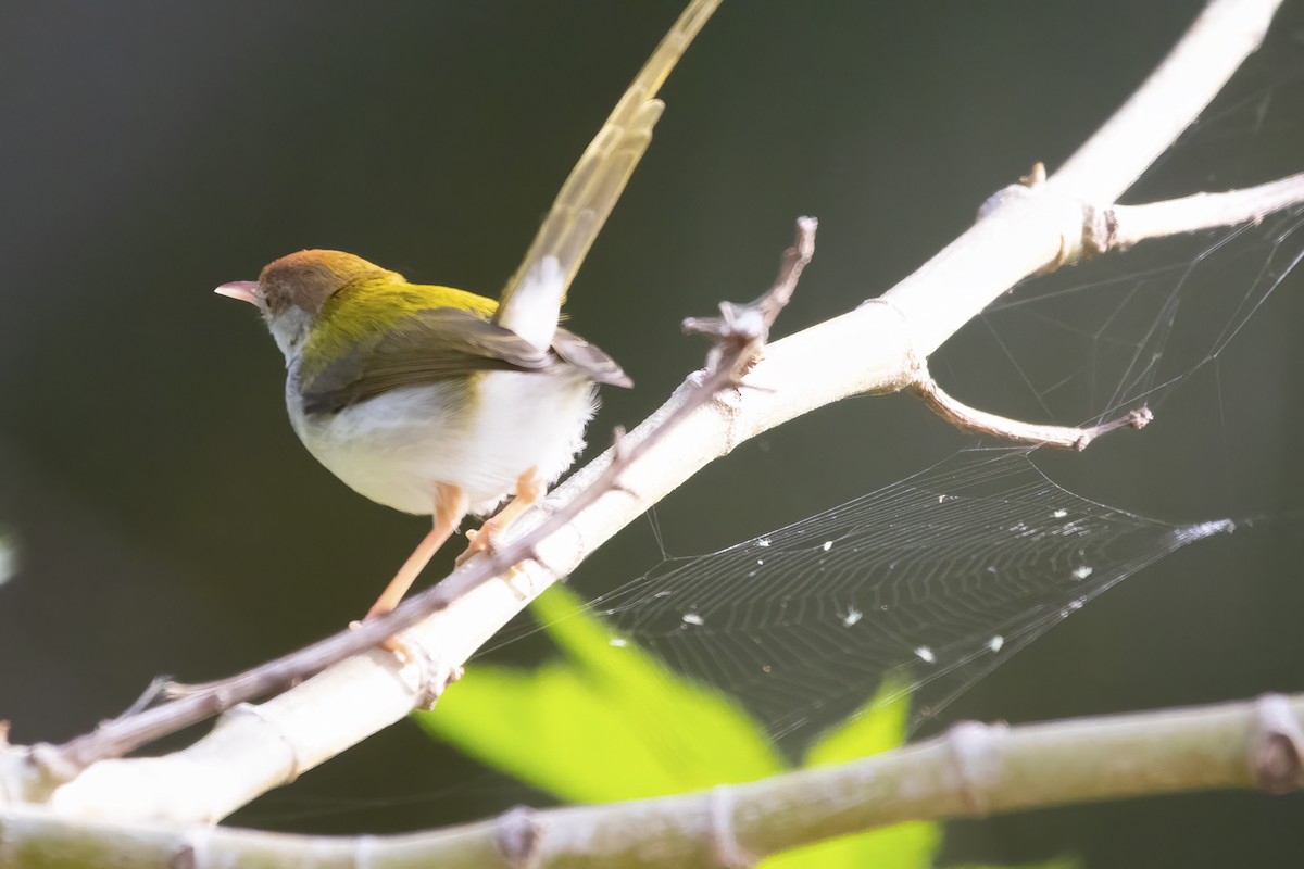 Common Tailorbird - ML590225781