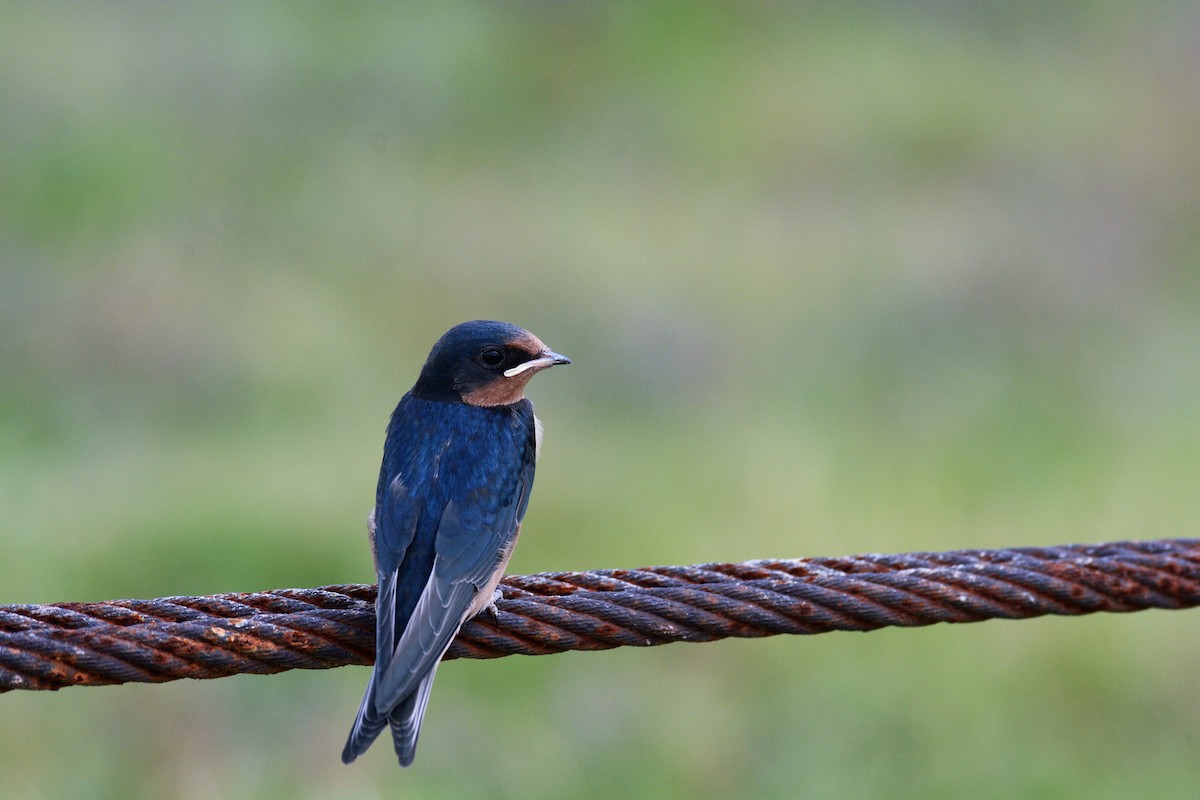 Barn Swallow - Robert Neill
