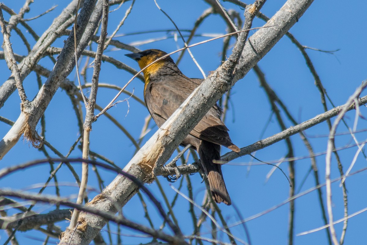 Yellow-headed Blackbird - ML59023171