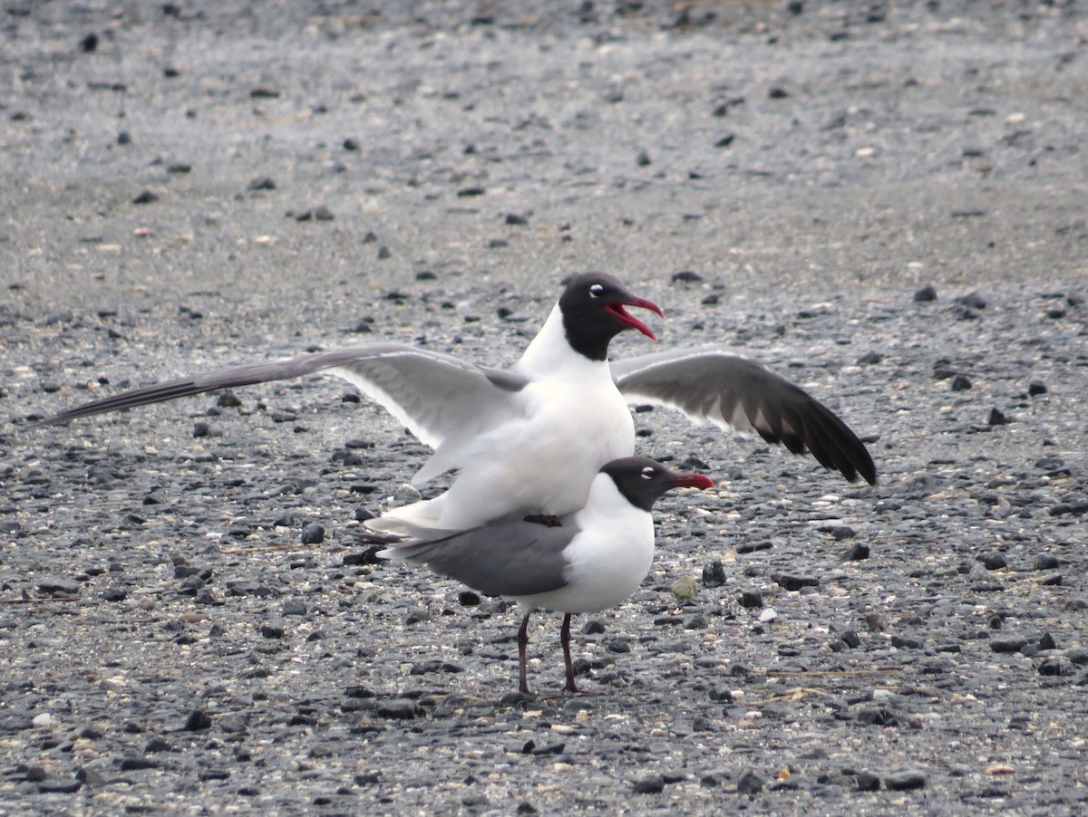 Laughing Gull - Chris Anderson