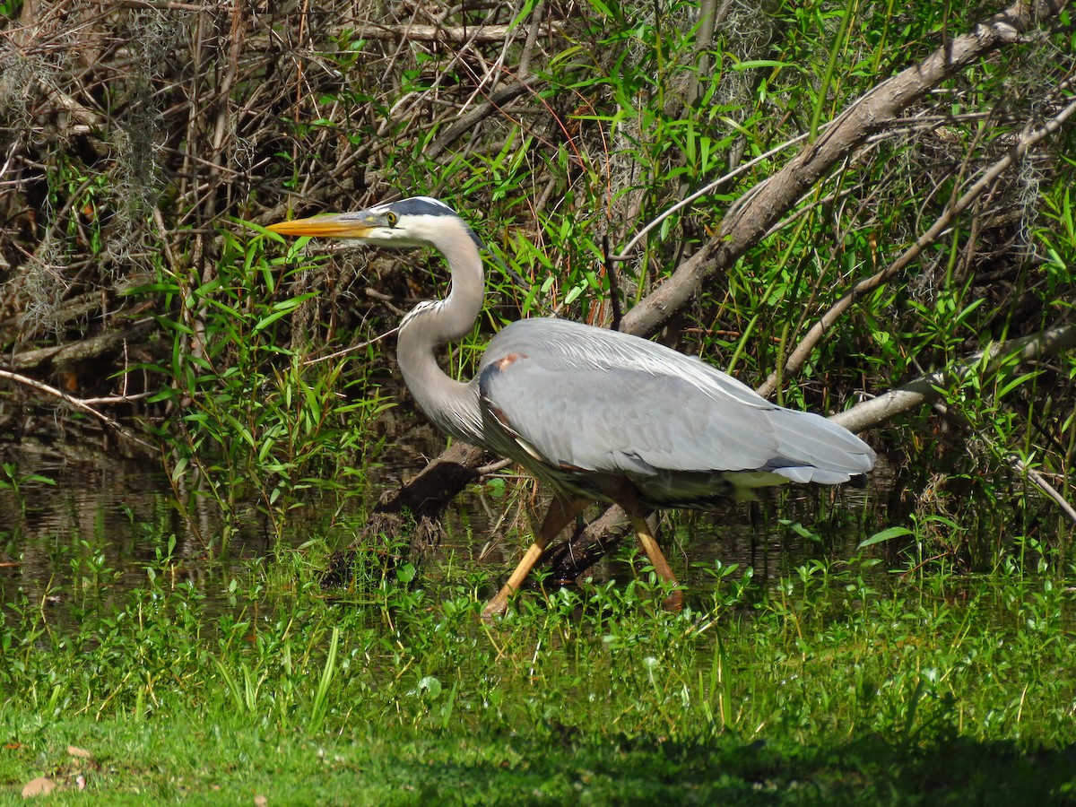Great Blue Heron - Anonymous
