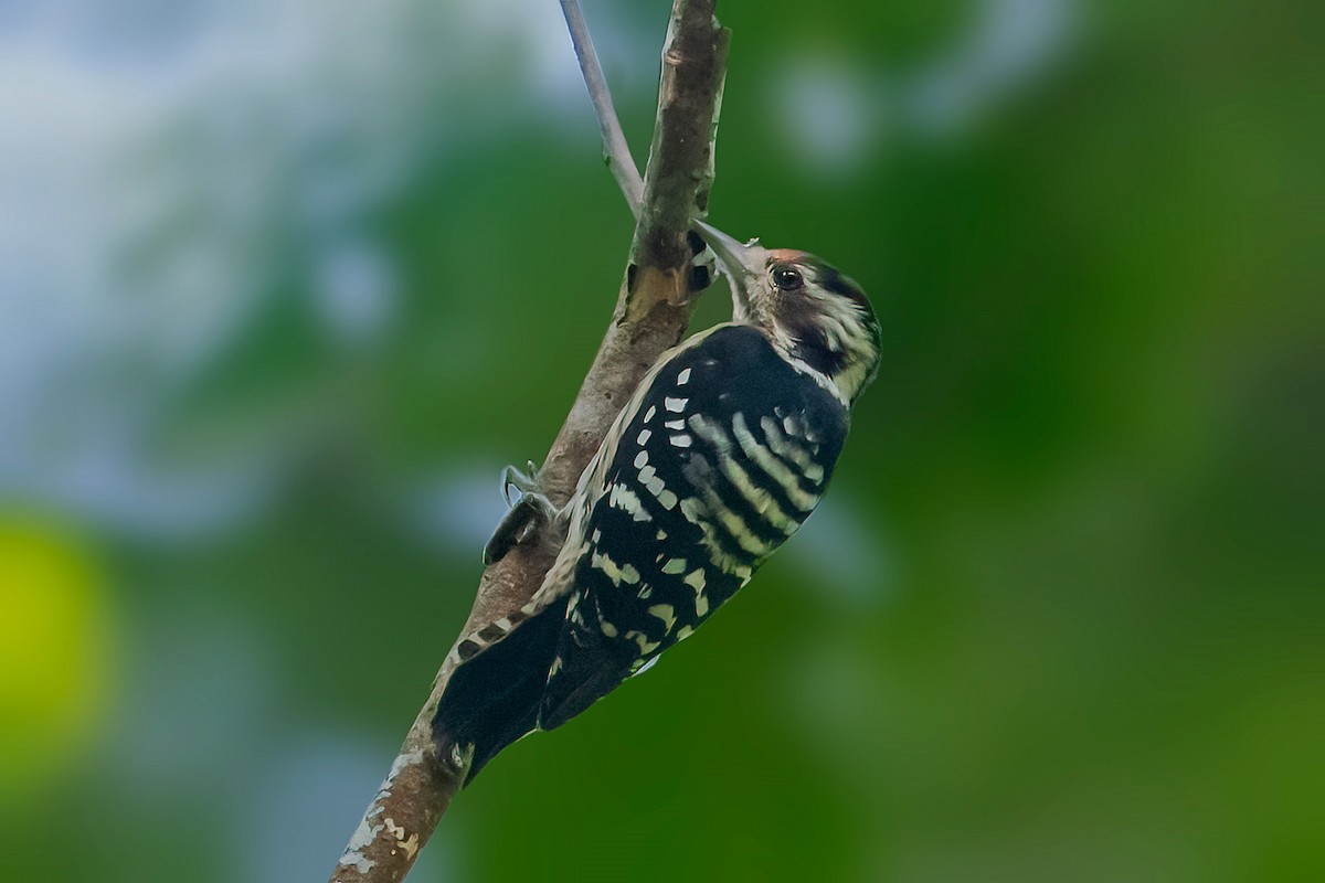 Gray-capped Pygmy Woodpecker - ML590234271