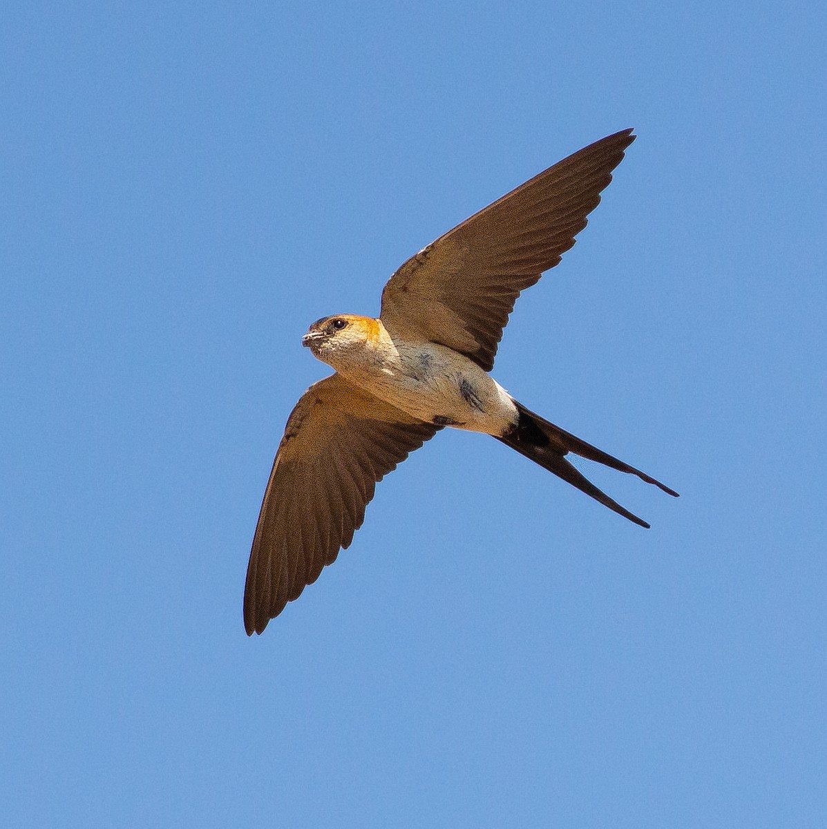 Red-rumped Swallow - ML590237221