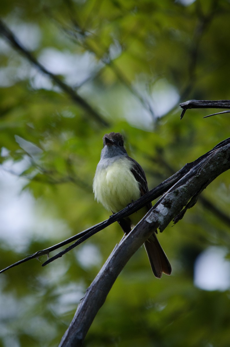 Great Crested Flycatcher - ML59023821