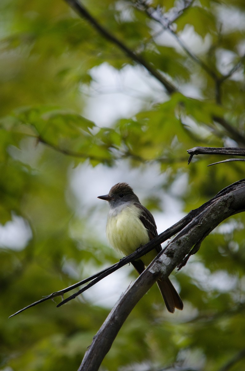 Great Crested Flycatcher - ML59023831