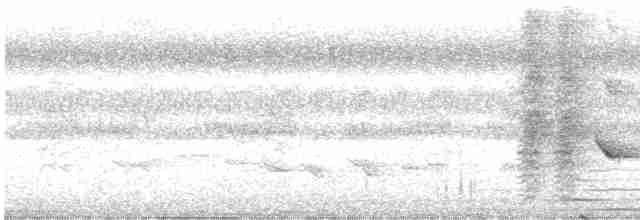 Glanzfleckdrongo - ML590238341
