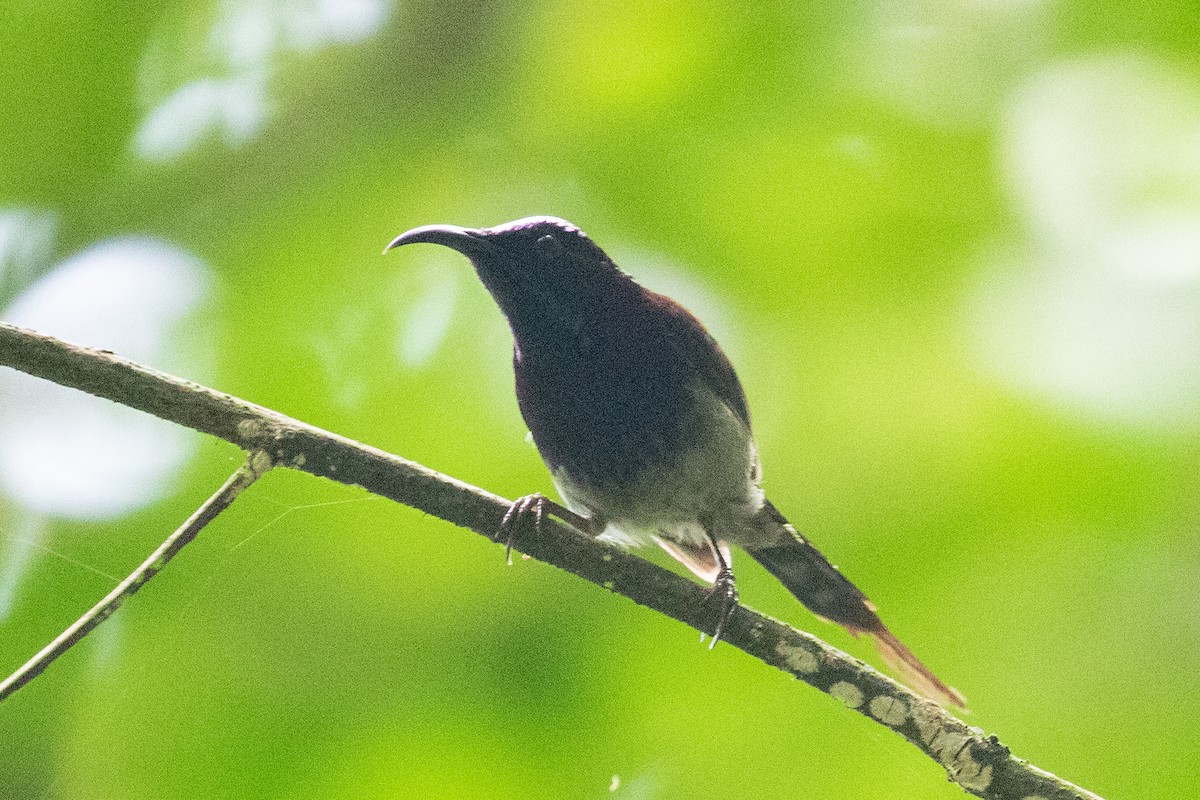 Black-throated Sunbird - ML590238601