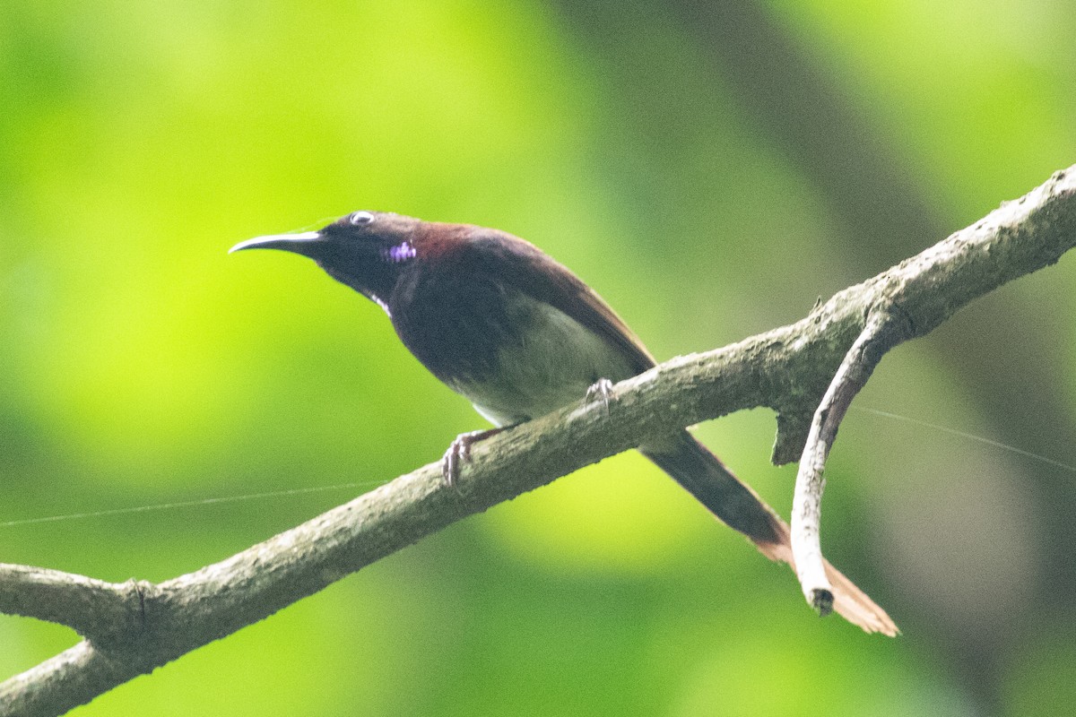 Black-throated Sunbird - ML590238611