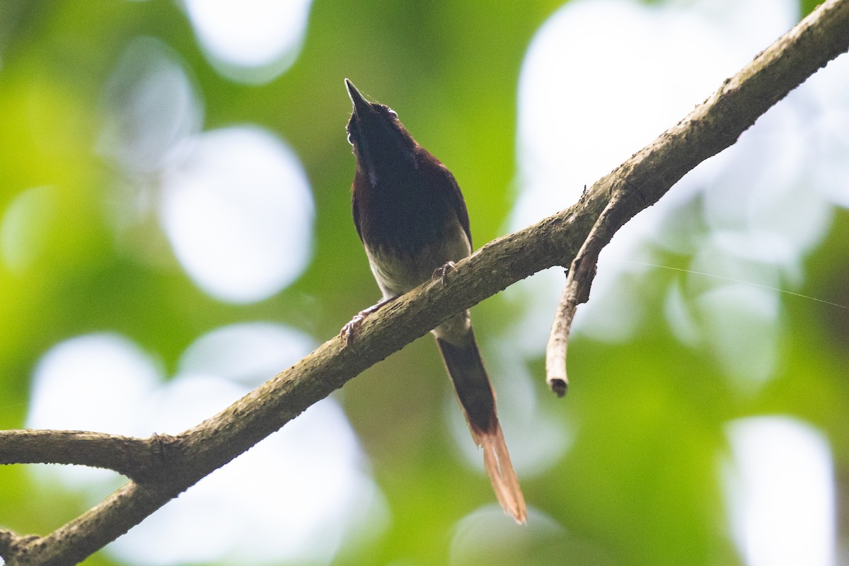 Black-throated Sunbird - ML590238621