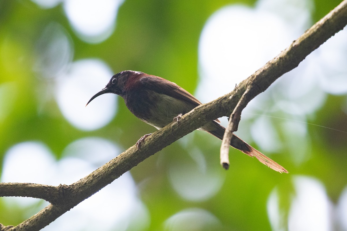 Black-throated Sunbird - ML590238631