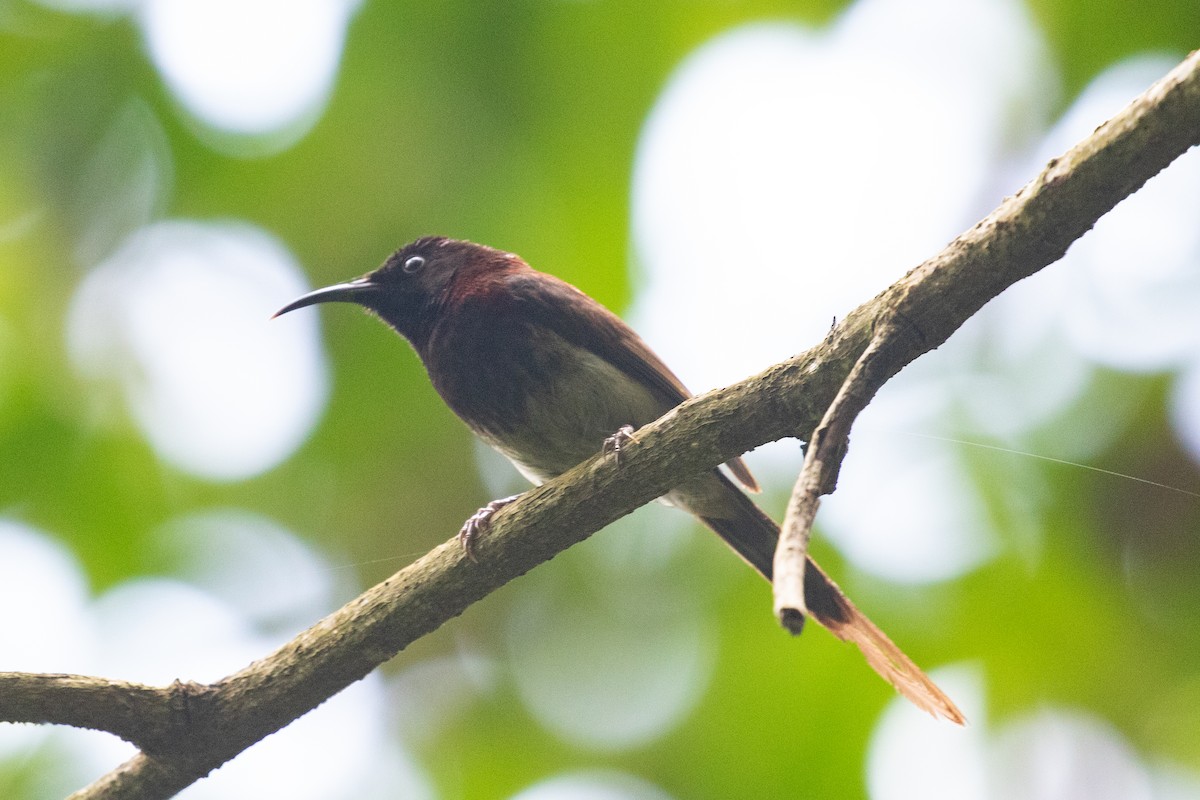 Black-throated Sunbird - ML590238641