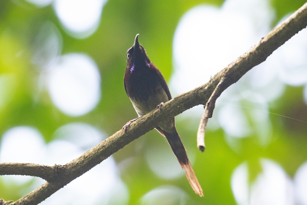 Black-throated Sunbird - ML590238651