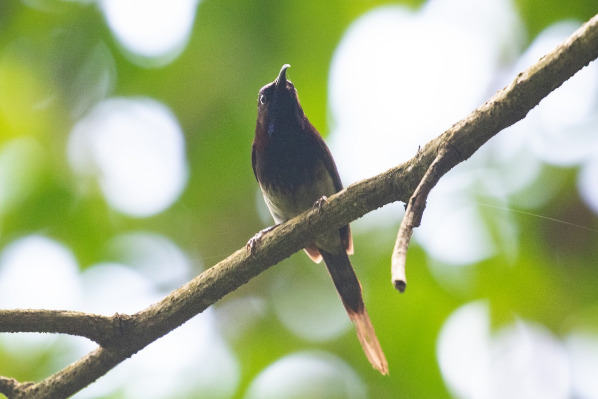 Black-throated Sunbird - Xiaoni Xu
