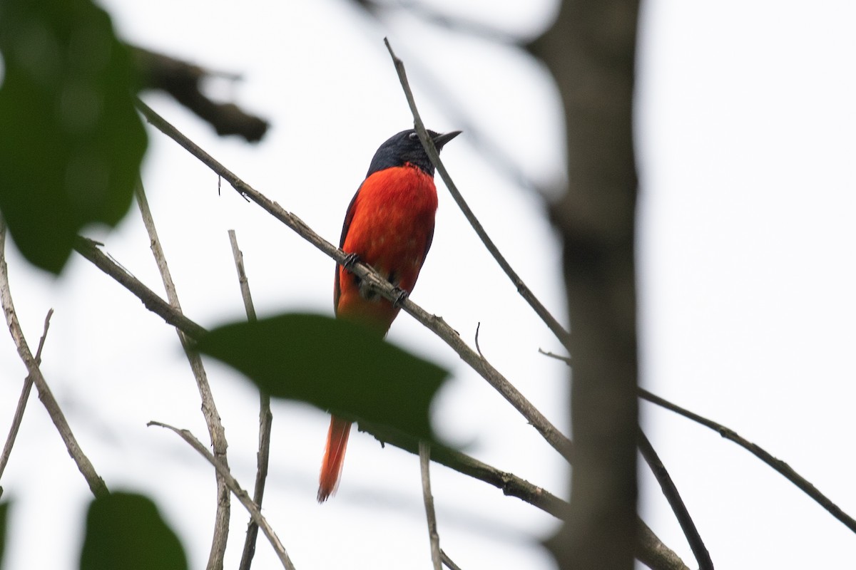赤紅山椒鳥 - ML590238731
