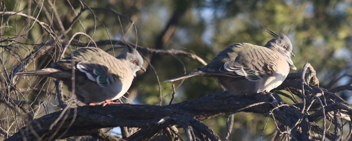 Crested Pigeon - ML590244931