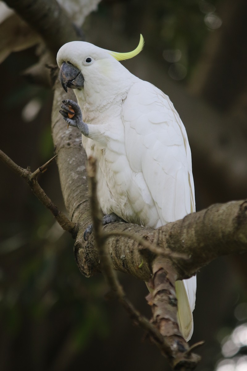 Sulphur-crested Cockatoo - Nidhin Joseph