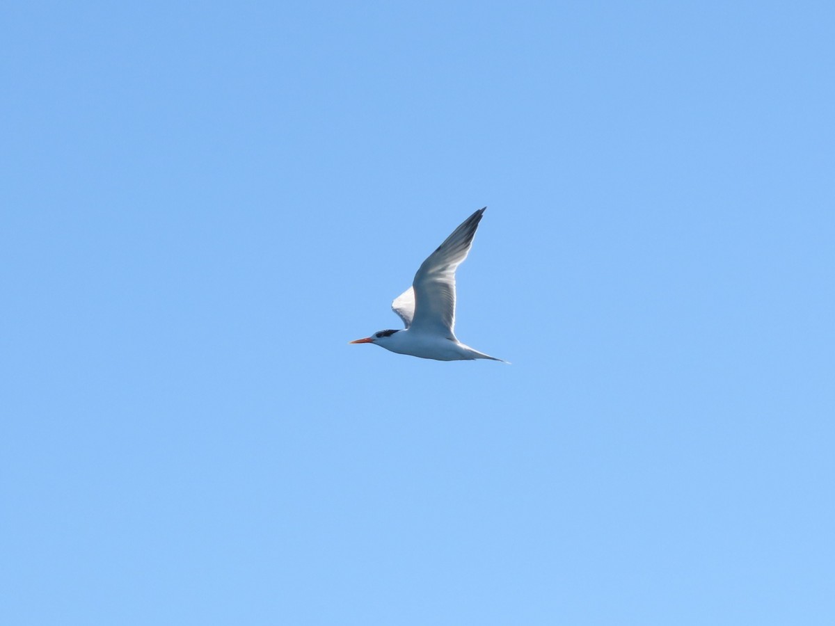 Lesser Crested Tern - ML590250721