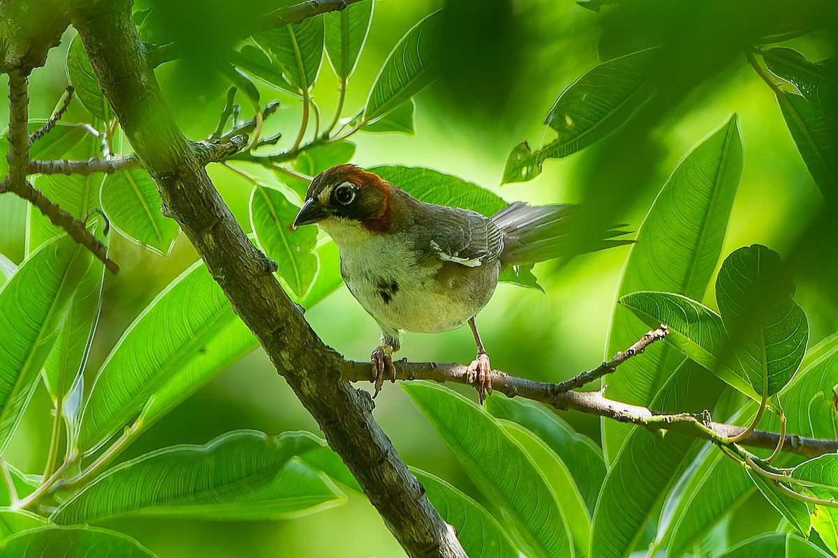 Rusty-crowned Ground-Sparrow - Francesco Veronesi