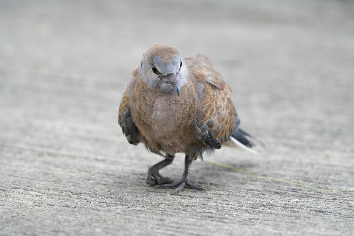 Red Collared-Dove - ML590252141