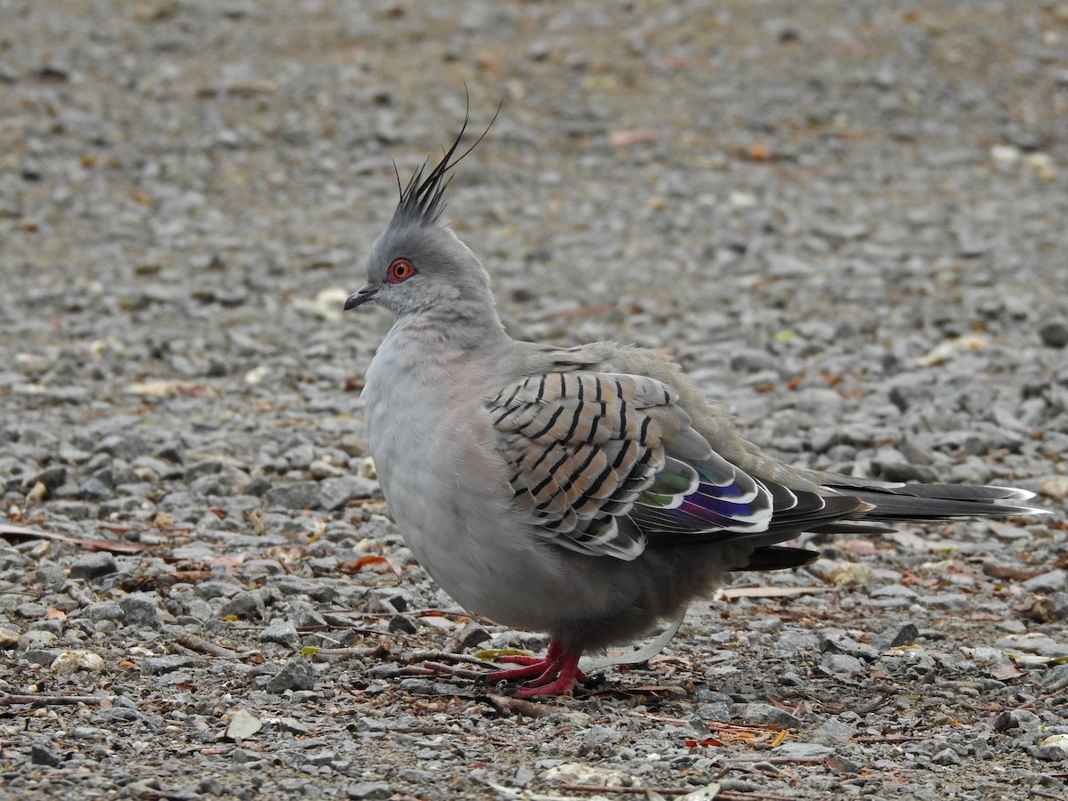 Crested Pigeon - ML590252251