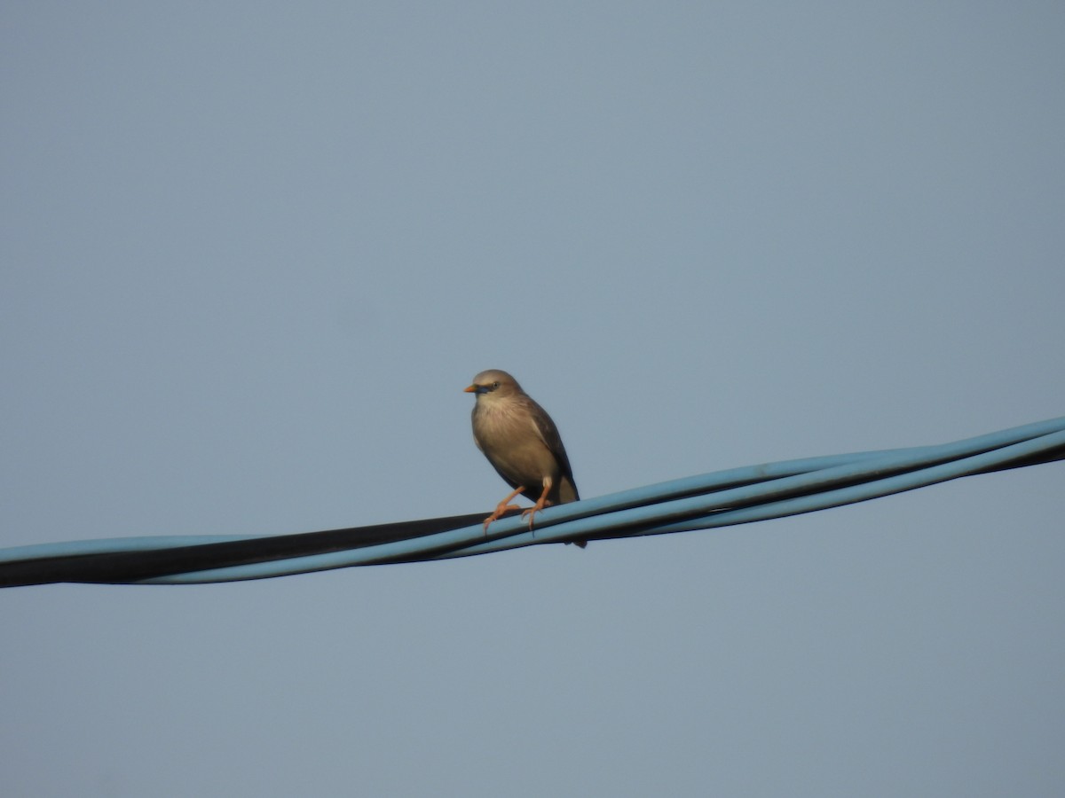 Chestnut-tailed Starling - ML590254851
