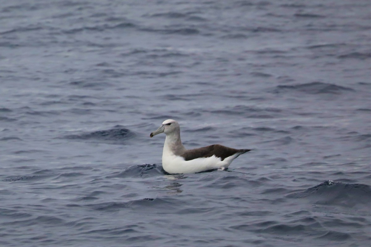 White-capped Albatross (cauta) - ML590255111
