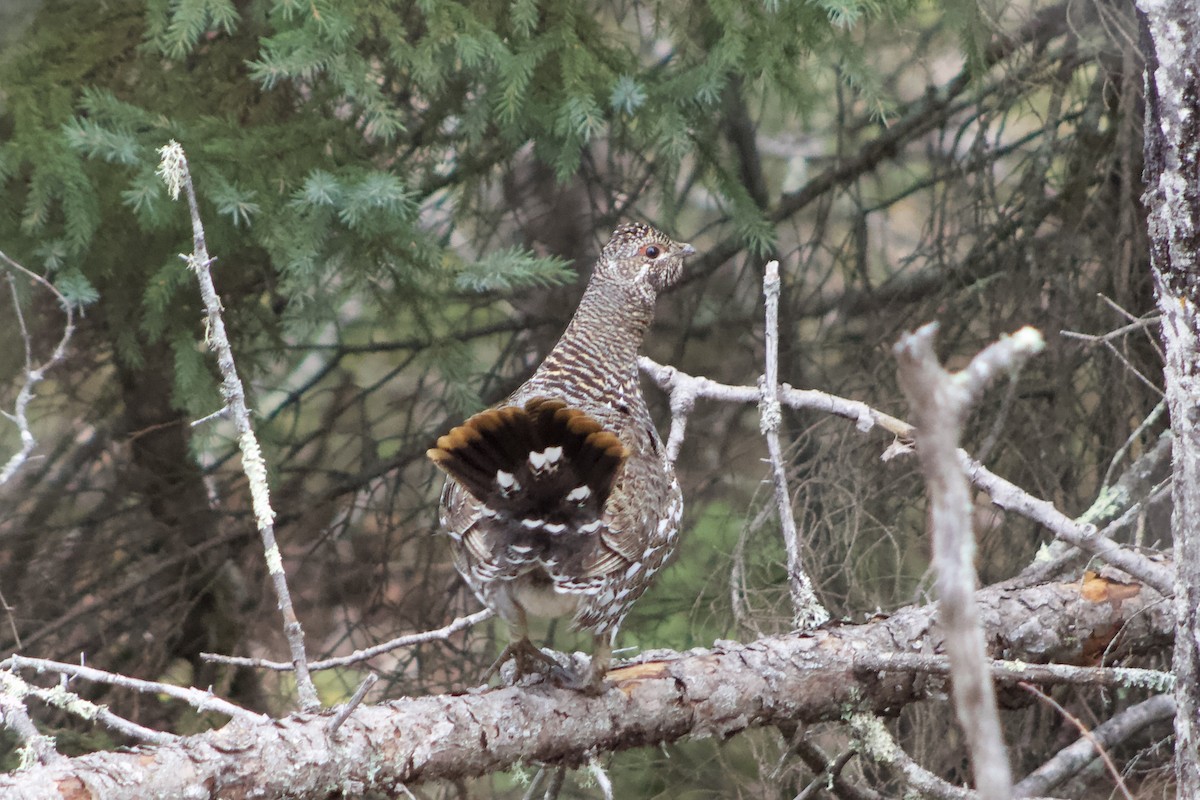 eBird Checklist 10 May 2023 Johnson Road 30 species (+1 other taxa)