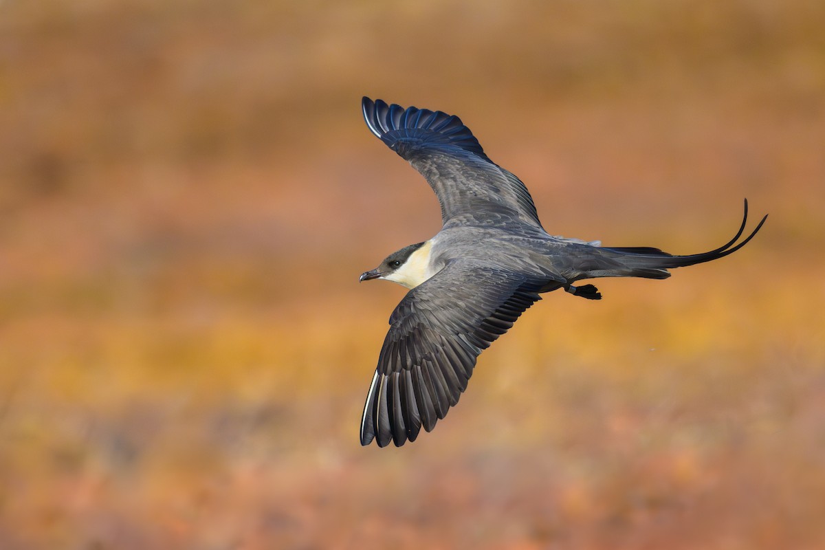 Long-tailed Jaeger - ML590257781