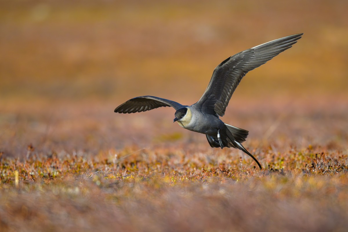 Long-tailed Jaeger - ML590257811