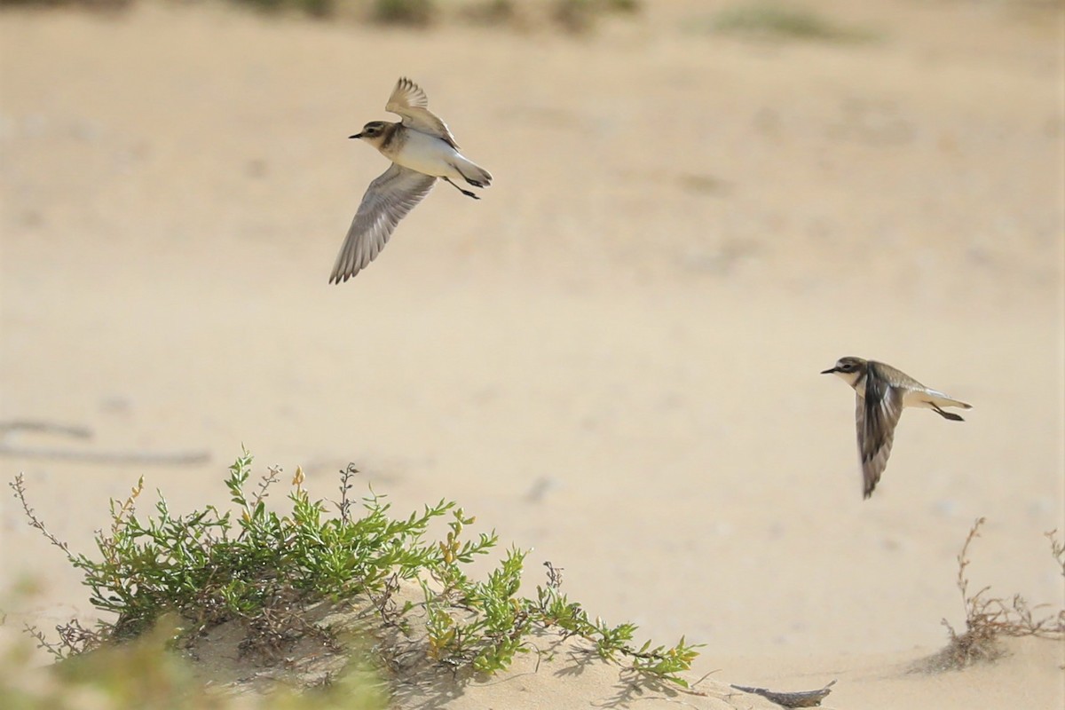 Double-banded Plover - ML590258151