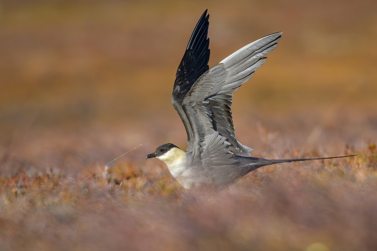 Long-tailed Jaeger - ML590258341