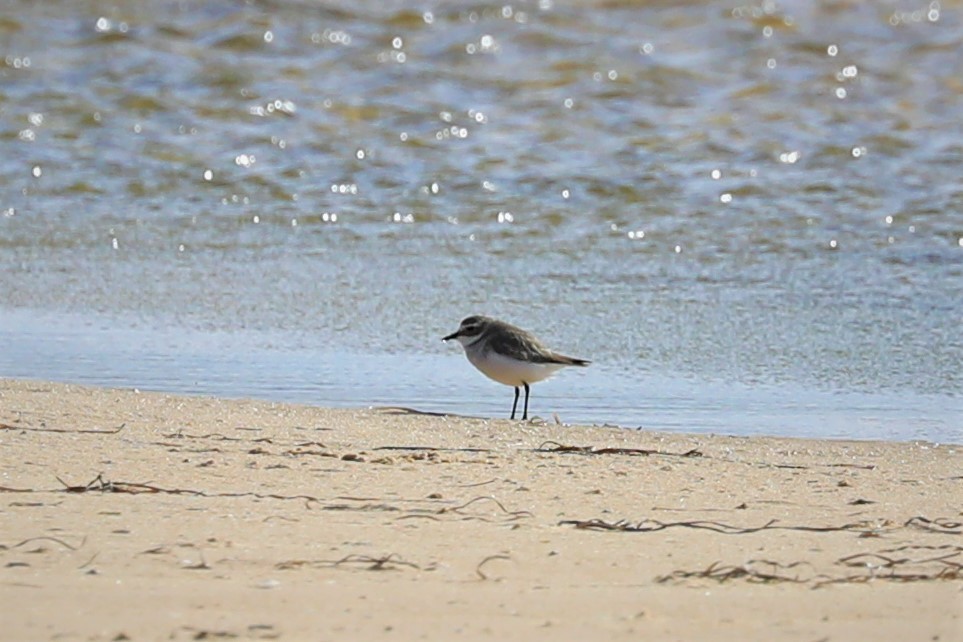 Double-banded Plover - ML590258751