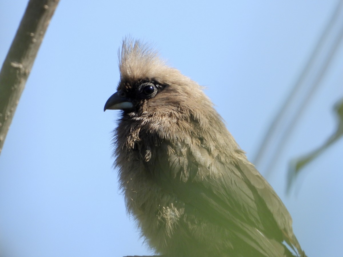 Speckled Mousebird - ML590258871