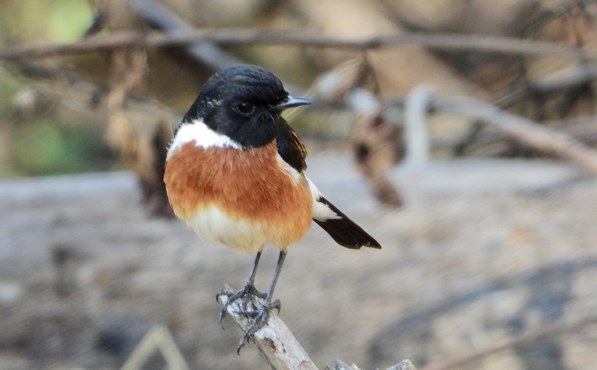 African Stonechat - Gary Brent