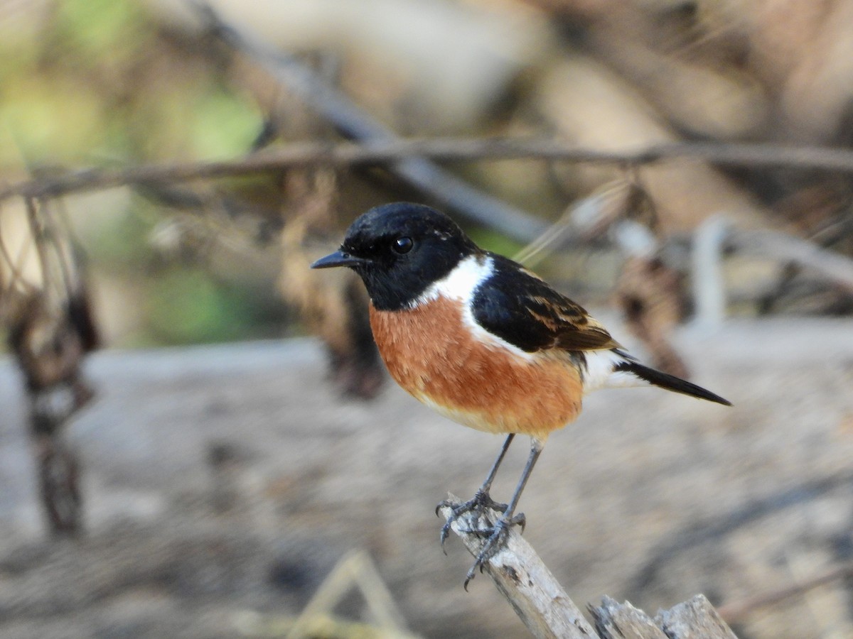 African Stonechat - ML590258991