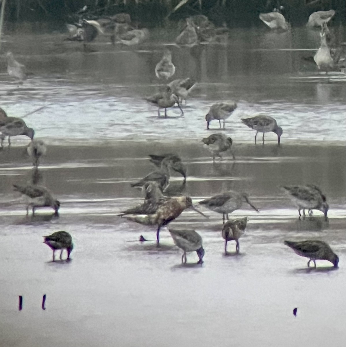 EBird Checklist - 2 Jul 2023 - Edwin B. Forsythe NWR--Wildlife Drive (8 ...