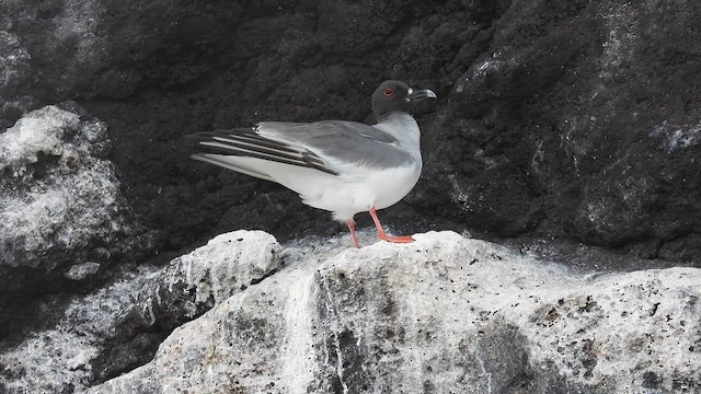 Swallow-tailed Gull - ML590270011