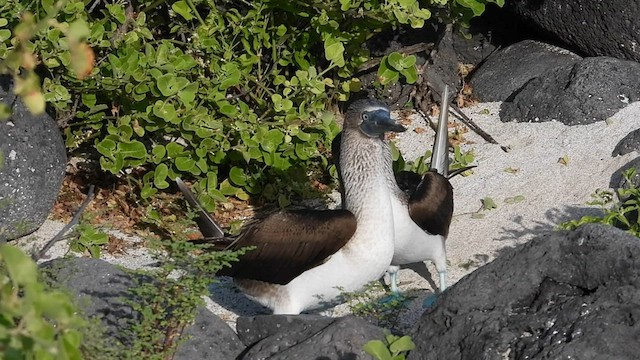 Blue-footed Booby - ML590271521
