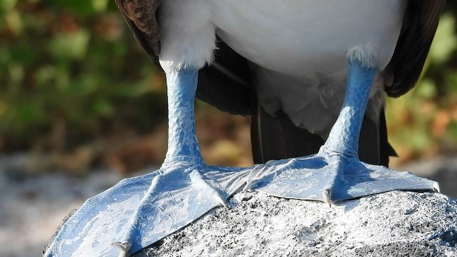 Blue-footed Booby - ML590271541