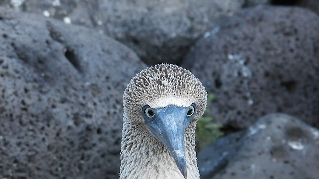 Blue-footed Booby - ML590271571