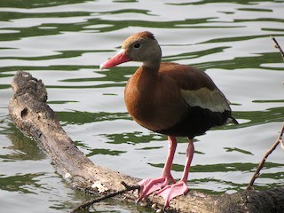 Black-bellied Whistling-Duck, ML59027571