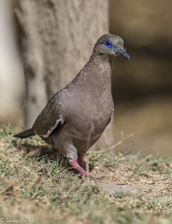 West Peruvian Dove, ML59027821