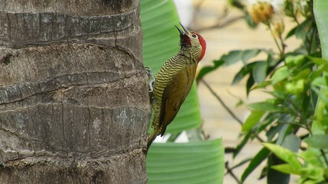 Golden-olive Woodpecker - ML590278241