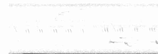 blåstrupet flaggermuspapegøye - ML590278421